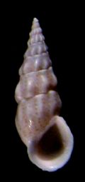 Rissoa variabilis f. spongicola